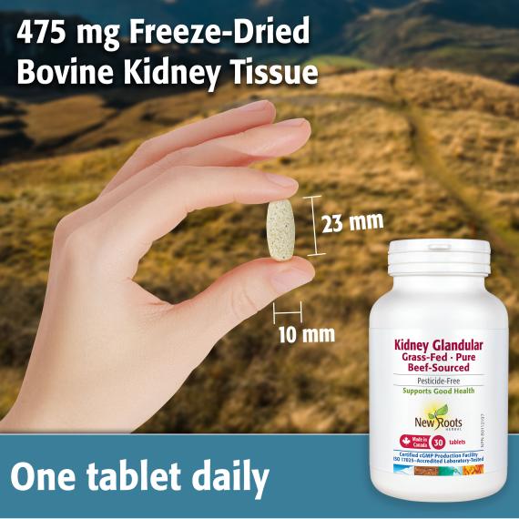 Kidney Glandular